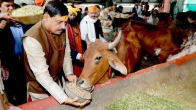 MP CM In Ujjain: Madhya Pradesh Chief Minister Dr. Mohan Yadav visited cow shelters and ashrams in Ujjain.